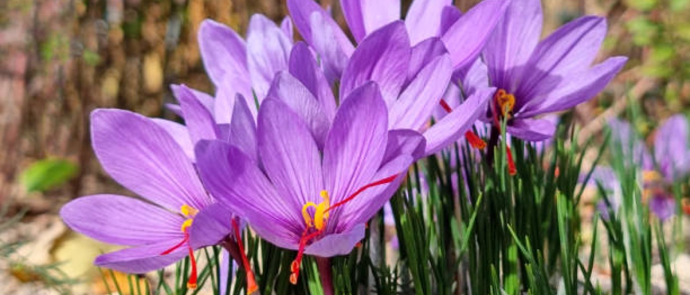 بذور الزعفران